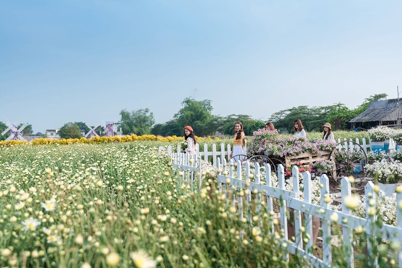 Lạc giữa thảo nguyên hoa Long Biên ngập tràn sắc màu 2