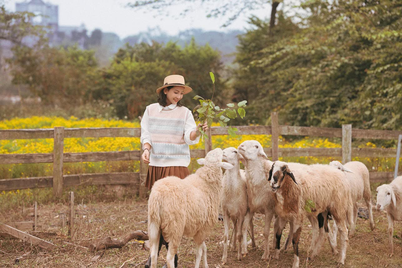 Lạc giữa thảo nguyên hoa Long Biên ngập tràn sắc màu 9